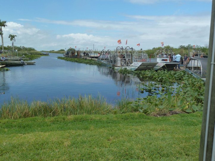 everglades1